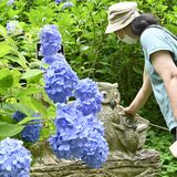 ほう！アジサイ見事　那珂川・鷲子山上神社　2500本、参拝者癒やす