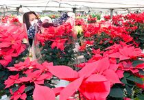 ポインセチアの出荷最盛期　下野