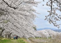 金崎の桜堤 ソメイヨシノ満開　栃木
