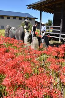 大田原の宝寿院でヒガンバナ見頃
