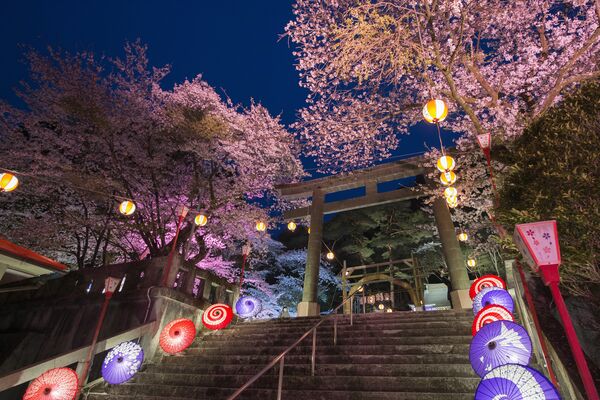 幻想的に照らし出された夜桜と和傘（過去のライトアップから）