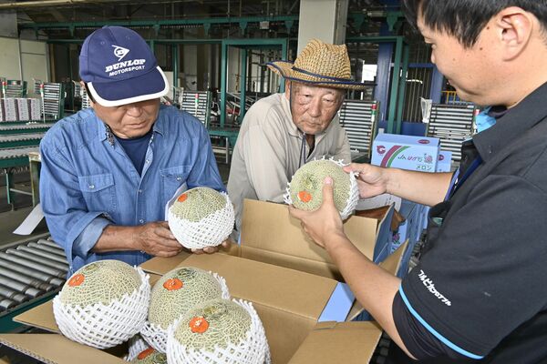 メロンの品質を確認するＪＡ職員（右）と生産者
