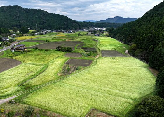 白いソバの花や黄金色の稲穂が田畑を染め分ける長畑地区＝18日午前11時40分、日光市長畑、ドローンから