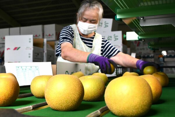 幸水を箱詰めする作業員
