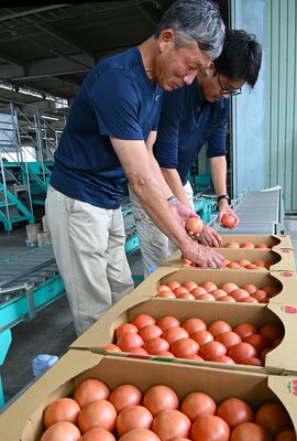 初出荷のトマトを確認する今井部会長（左）ら