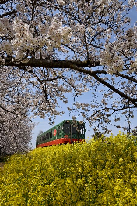 真岡鉄道と桜