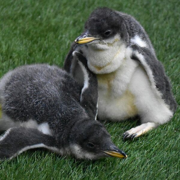 赤ちゃんペンギン、15日から公開 「リスの森」などもオープン 那須