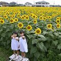 野木町で「30万本のヒマワリ」が今年も 大迷路とトラクター遊覧も楽しめる 18日からフェス
