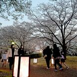 桜満開、あんどんでほんのり　壬生の東雲公園でライトアップ