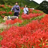 田園を真っ赤に染めるヒガンバナ 那須・蓑沢彼岸花公園
