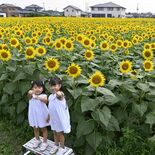 野木町で「30万本のヒマワリ」が今年も 大迷路とトラクター遊覧も楽しめ…