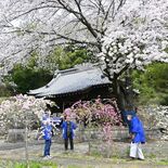 足利でハナモモと桜が“共演”　白鬚神社、境内を彩ろうと氏子総代ら整備