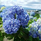 【特集】春～初夏の花めぐり　～矢板・那須烏山・那珂川 編～