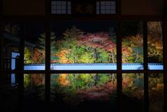 心を癒やす「床もみじ」