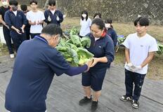 コールラビを給食食材に