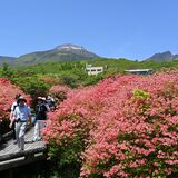 鮮やかなピンクの花、新緑の高原彩る　那須でヤマツツジ見頃