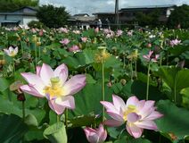 日光でハス見頃