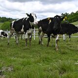 元気にのびのび過ごして　鹿沼・前日光牧場で牛の放牧始まる