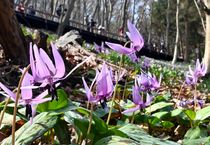 みかも山公園でカタクリ見頃