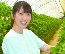 小林 陽菜さん 29歳　/　イチゴ生産者