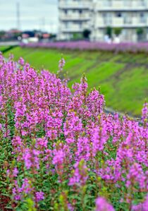 ミソハギが見頃　大田原