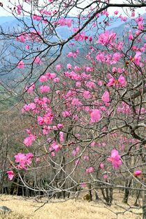 奥日光・半月山でアカヤシオ見頃