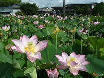 日光でハス見頃