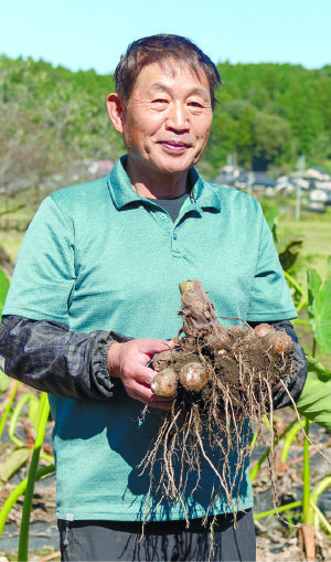 191＞幻のサトイモ「善光寺」を栃木からJAなす南の「サトイモ」｜ふ