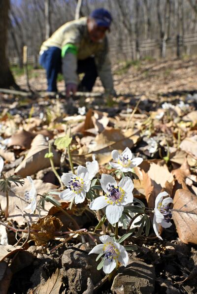 野草の園で見頃を迎えたセツブンソウ=11日午後0時50分、栃木市岩舟町下津原
