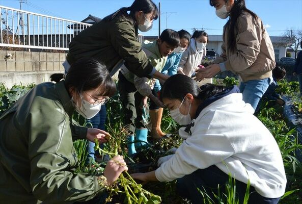 収穫作業をする子どもたち