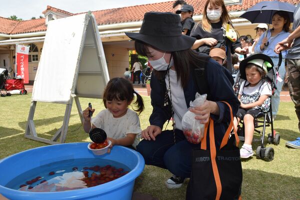 ミニトマトすくいを楽しむ親子