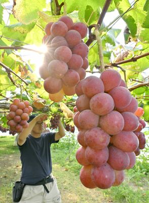 朝日が差し込む中、進むブドウの収穫作業＝20日午前７時５分、栃木市大平町西山田