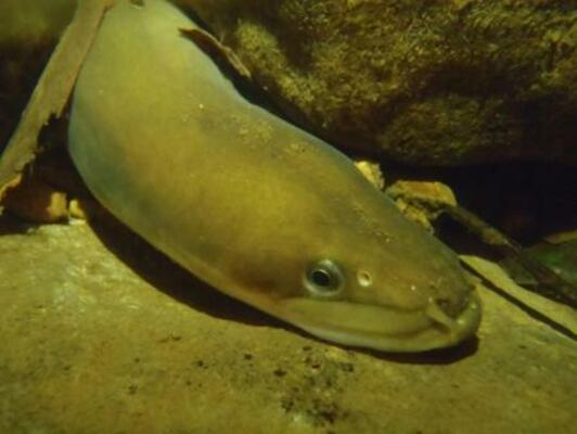 岩の間から顔を出すニホンウナギ(脇谷量子郎・東京大特任准教授提供)