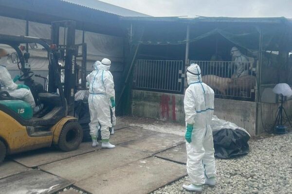 防疫作業に取り組む県職員ら＝27日午前、那須塩原市（県提供）