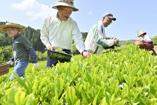 青々とした新芽を摘み取る地域住民ら