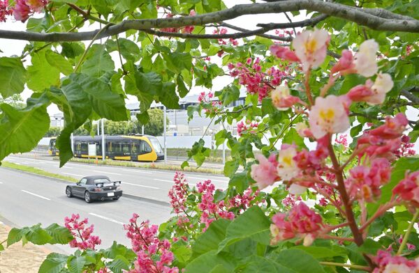 LRTが行き交うそばで咲くベニバナトチノキの花