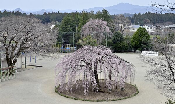 宇都宮市城山西小の孝子桜は七、八分咲き＝４月３日午前