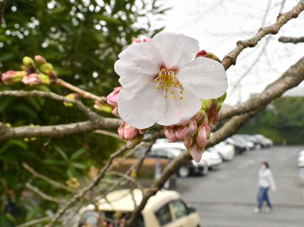 花開き始めた宇都宮地方気象台のソメイヨシノの標本木=28日午前9時50分、宇都宮市明保野町