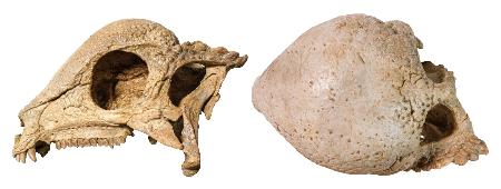 発見されたパキケファロサウルス類の頭部の化石。右は上面(研究グループ提供)