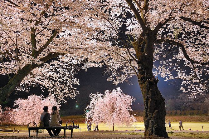 夜桜もまた乙。約150本のソメイヨシノが見物できる長峰公園