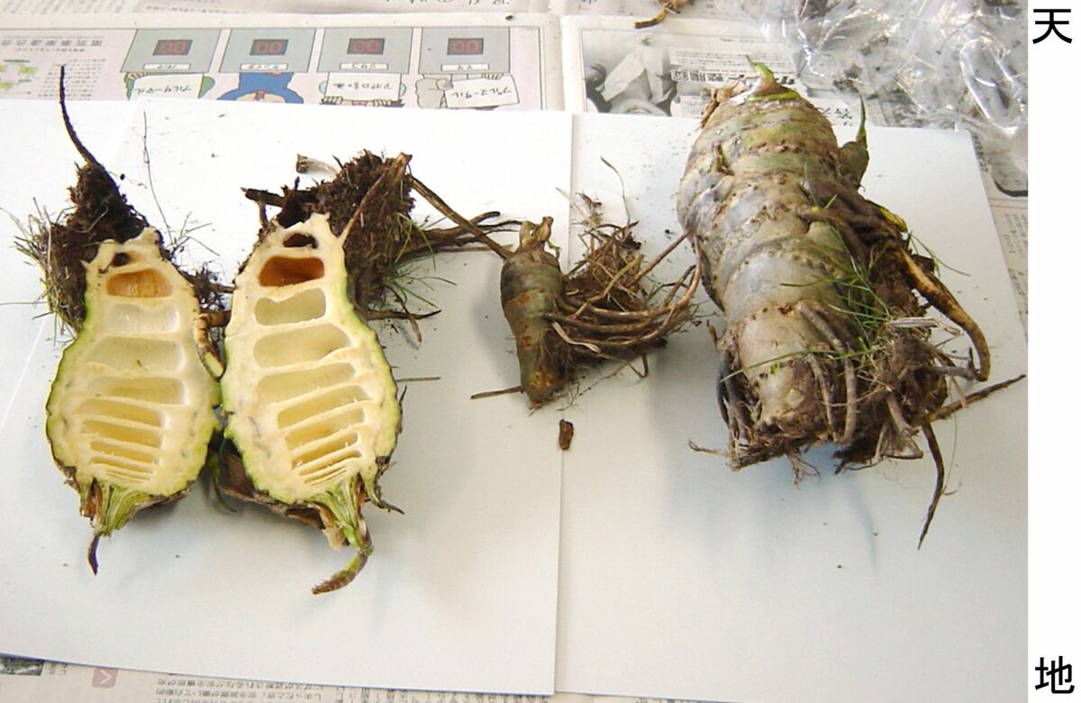 希少なドクゼリ　（中〜大株）3株セット　日本三大毒草① 栃木県で「ドクゼリ」食中毒発生 山菜と誤認してみそ汁の具材に｜県内