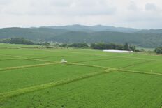 わがまちの変遷　大田原の米作り　質と量、確固たる地位築く