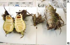 栃木県で「ドクゼリ」食中毒発生　30代男性、山菜と誤認してみそ汁の具材に