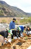 足尾「春の植樹デー」に500人　イチョウやコナラなど植樹【動画】