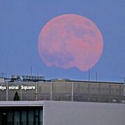 赤く大きな満月　「スーパームーン」栃木県内でも