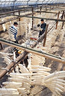 干し大根　鹿沼