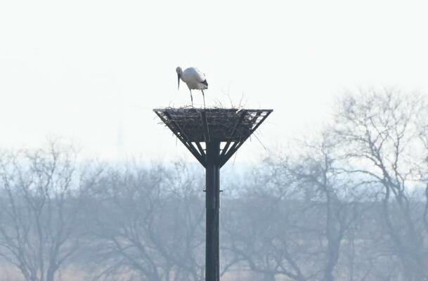 産卵が推定されたコウノトリ＝２月２８日午後３時４０分、小山市下生井