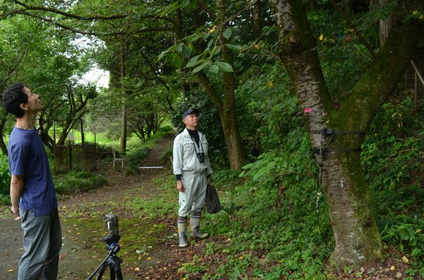 振動発生装置を設置した桜を確認する高梨さん（左）ら