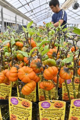 オレンジに色づき出荷時期を迎えたソラナムパンプキン＝25日午前11時20分、真岡市高田