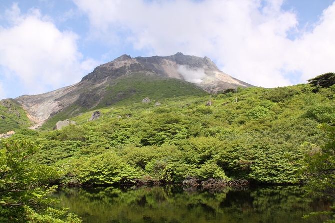 那須町湯本 例年の見ごろ/5月中旬~6月 見られる花/高山植物